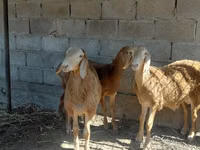 كبش, Arashan sheep — الصورة 4