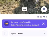 نعجة, الأغنام — الصورة 1