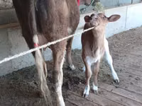 Kuh, Latvian Blue cattle — Foto 5