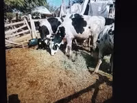 காளை, Russian Black pied cattle — புகைப்படம் 3