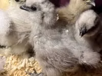 Silkie — foto 1