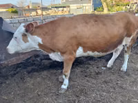 Krowa, Simmental cattle — zdjęcie 4