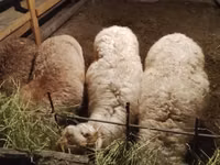 Bélier, Moutons — photo 2