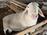 ஆண் ஆடு, Assaf sheep — புகைப்படம் 1