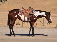 雌馬, National Show Horse — 写真 3
