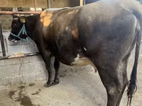 İnek, Holstein ırkı — foto 2