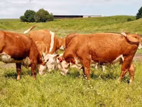 Bulle, Dänisches rotes Rind — Foto 8