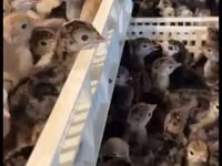 Turkeys — foto 4