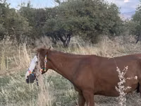 Cheval, Tiger horse — photo 8