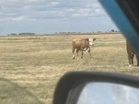 ხარი, Simmental cattle — ფოტო 1
