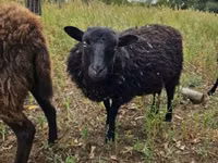 Qoyun, Ouessant sheep — foto 4