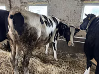 母牛, Russian Black pied cattle — 照片 2