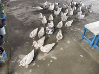 Ducks — الصورة 5