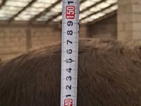 Krowa, Swiss cattle — zdjęcie 4