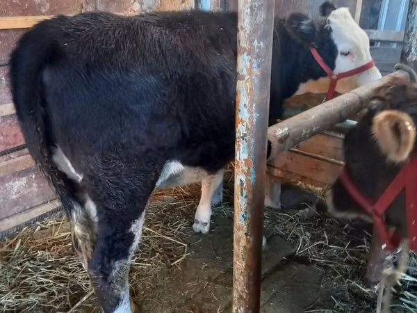 Vaca, Russian Black pied cattle