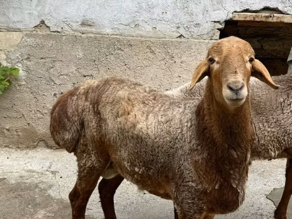Baran, Owce