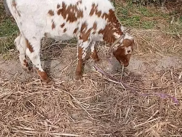 Vaca, Simmental cattle