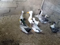 Ducks — foto 4