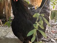 Chickens — Foto 4