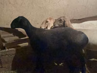نعجة, Arashan sheep — الصورة 6