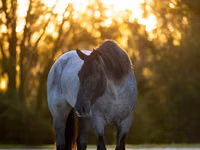 Айғыр, Percheron — 3-сурет