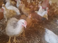Chickens — foto 1