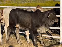 İnək, Brahman — foto 1