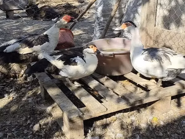 Ducks