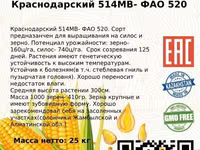 Семена кукурузы. Жугери тукымы. — zdjęcie 3