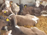 Bulle, Simmental cattle — Foto 7