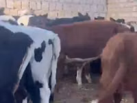 母牛, Cattle — 照片 3