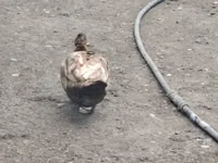 Chickens — फ़ोटो 5