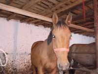 At, Manipuri pony — foto 5