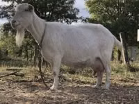 Echki, Saanen goat — 1-rasm