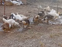 Ducks — Foto 8