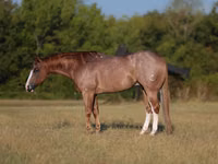 Koń, Quarter Horse — zdjęcie 1