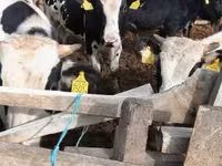 Toro, Russian Black pied cattle — foto 2