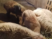 Bélier, Moutons — photo 3