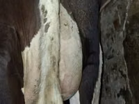 Kuh, Russian Black pied cattle — Foto 2