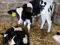 காளை, Russian Black pied cattle — புகைப்படம் 6