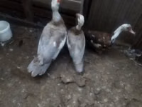 Ducks — zdjęcie 5