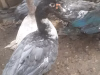 Turkeys — 写真 5
