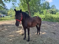 Kısrak, Hungarian horse breed — foto 5