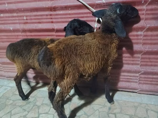 绵羊（批次，未指定性别）, Sheep