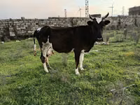 Sigir, Qoramol — 1-rasm