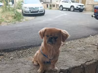 Cins: Pekinges (Pekingese) Rəng: açıq qəhvəyi/qızılı Cinsiyyəti: erkək — الصورة 5