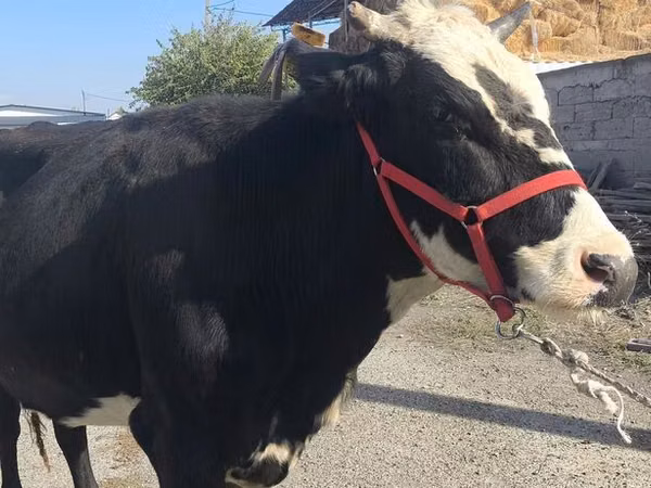 Sigir, Russian Black pied cattle