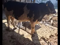 Buqa, Red Estonian cattle — 3-rasm