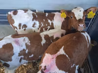 Toro, Simmental cattle — foto 1