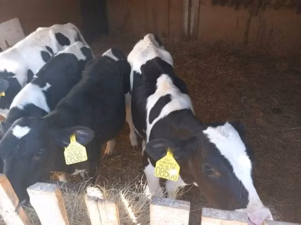 雄牛, Russian Black pied cattle